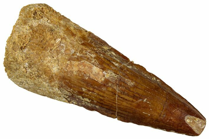 Fossil Spinosaurus Tooth - Real Dinosaur Tooth #292709